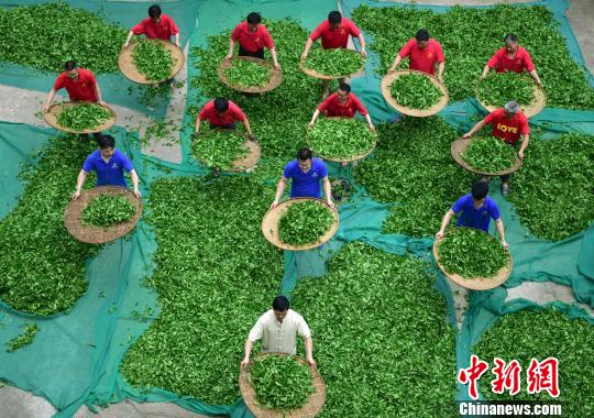 4月30日，回春茶廠全體工人在搖青。　張麗君 攝