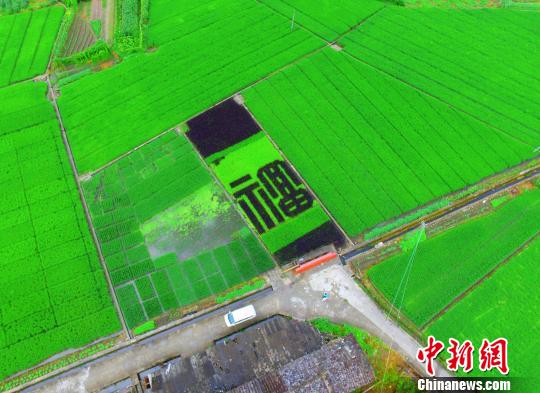 “福”字彩繪位于中國(guó)稻種南方研發(fā)基地福建沙縣夏茂鎮(zhèn)儒元村?！×中邸z