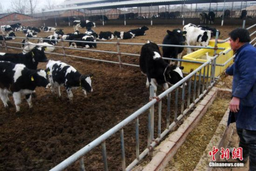 圖為奶牛養(yǎng)殖廠。 <a target='_blank' href='http://www.chinanews.com/' _fcksavedurl='http://www.chinanews.com/'>中新社</a>發(fā) 翟羽佳 攝