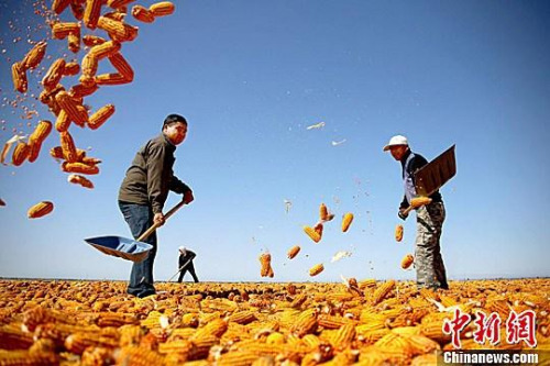 資料圖。農(nóng)民揮動鐵锨晾曬玉米，使得滿地盡帶“黃金甲”，成為一道靚麗的風(fēng)景線。趙琳 攝