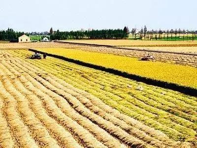 農村土地流轉簽合同有“四大忌”，別一不小心上當啦！（附案例）