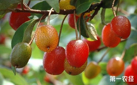 胡頹子怎么種？胡頹子的種植栽培管理技術(shù)