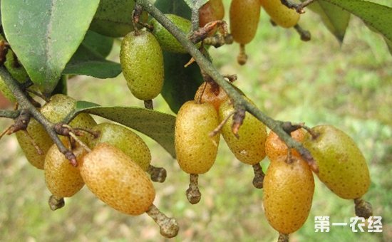 胡頹子怎么種？胡頹子的種植栽培管理技術(shù)