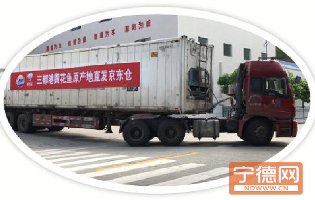 “雙十一”寧德金盛三都港黃花魚(yú)直發(fā)京東倉(cāng)。