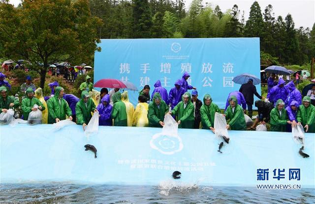 福建省周寧縣1500尾鯉魚放流周寧鯉魚溪