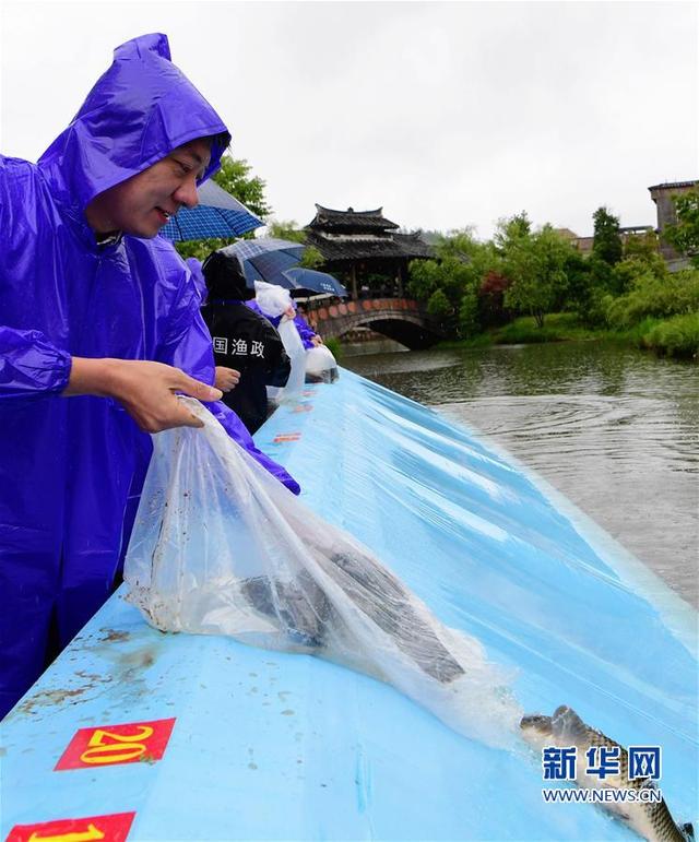 福建省周寧縣1500尾鯉魚放流周寧鯉魚溪
