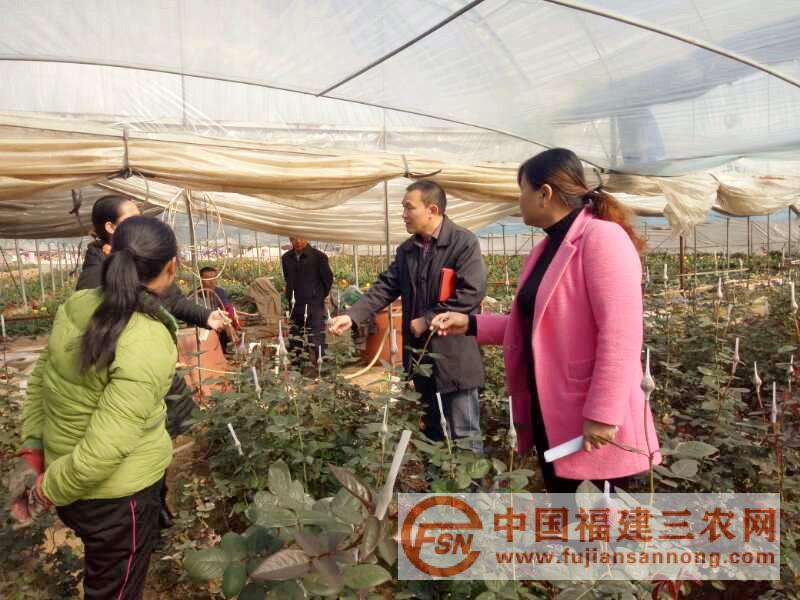 與村民溝通了解鮮切花的種植情況（右二駐村書記朱克紅）-連城林坊陂橋村.JPG