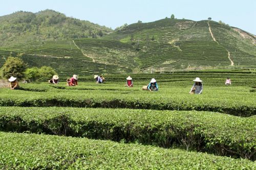 1主題圖-尤溪茶園