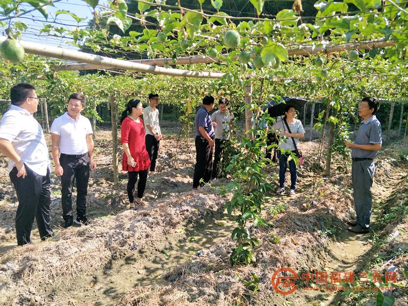 與會(huì)人員前往長(zhǎng)汀縣新橋鎮(zhèn)鴛鴦村“黃金百香果種植”激勵(lì)性扶貧項(xiàng)目基地調(diào)研2.jpg