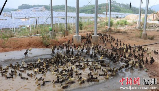 鴨子洗澡后上岸