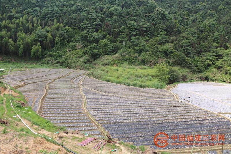 瓦洋村細梗香草基地.JPG