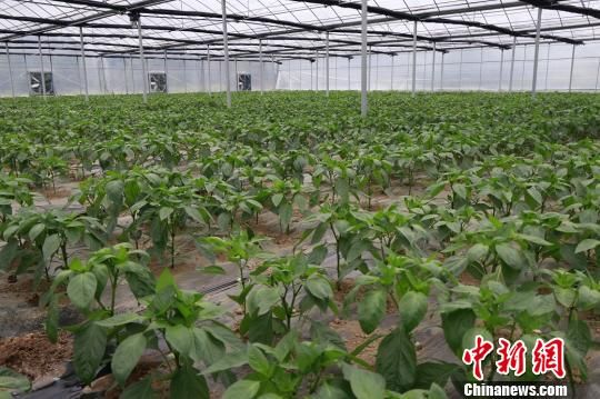 使用有機(jī)肥的作物長勢(shì)喜人。　牛效禮 攝