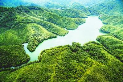 綠色信貸 龍巖打造林業(yè)金融升級版