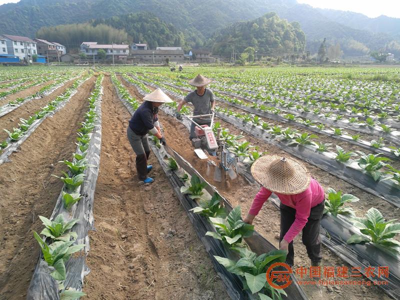 到田間了解生產(chǎn)情況.jpg