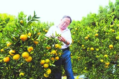 福建永春“蘆柑之鄉(xiāng)”的復(fù)興實踐