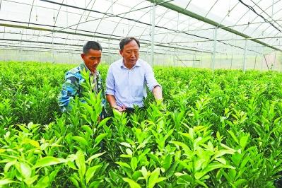 福建永春“蘆柑之鄉(xiāng)”的復(fù)興實踐