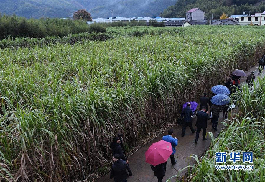 （豐收的味道）（6）福建松溪：“百年蔗”喜豐收