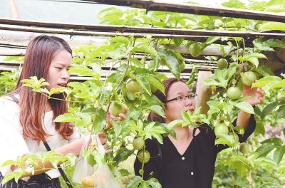 游客在體驗(yàn)百香果采摘的樂趣。