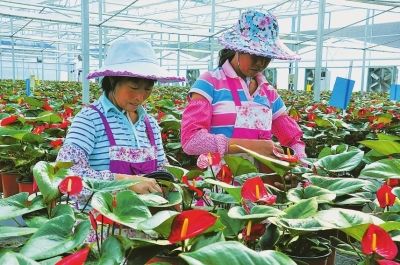 東留鎮(zhèn)紅掌種植基地