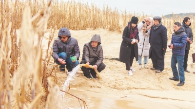 風(fēng)口處成功越冬百余畝菌草扎根嵐島