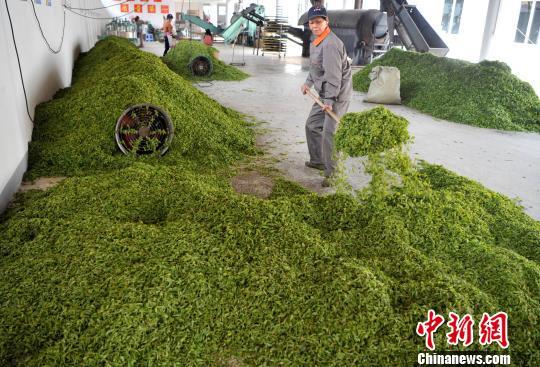 福州連江：產茶重鎮(zhèn) 畬族村民采茶忙