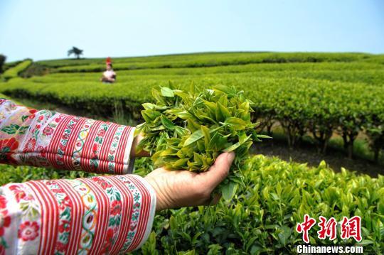 福州連江：產茶重鎮(zhèn) 畬族村民采茶忙