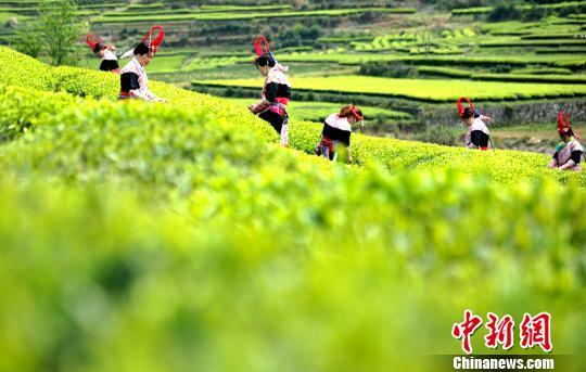 福州連江：產茶重鎮(zhèn) 畬族村民采茶忙
