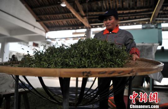 福州連江：產茶重鎮(zhèn) 畬族村民采茶忙