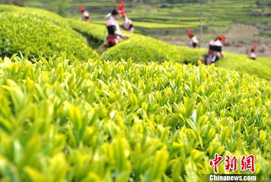 福州連江：產茶重鎮(zhèn) 畬族村民采茶忙