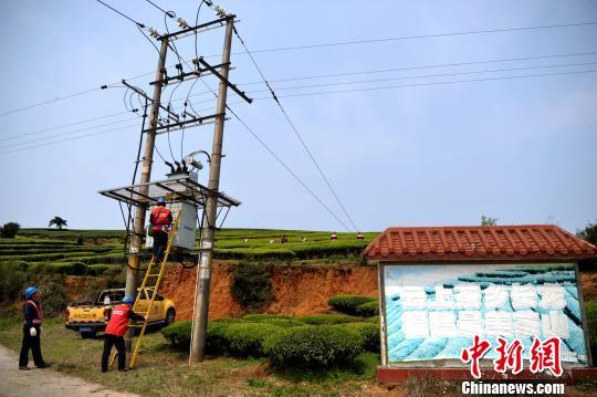 福州連江：產茶重鎮(zhèn) 畬族村民采茶忙