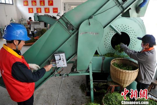 福州連江：產茶重鎮(zhèn) 畬族村民采茶忙