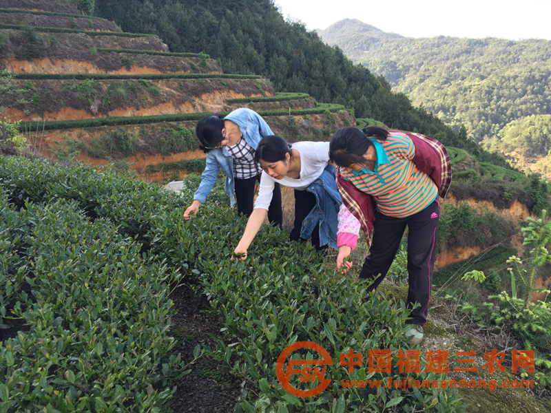 游客體驗采摘生態(tài)高山茶.png