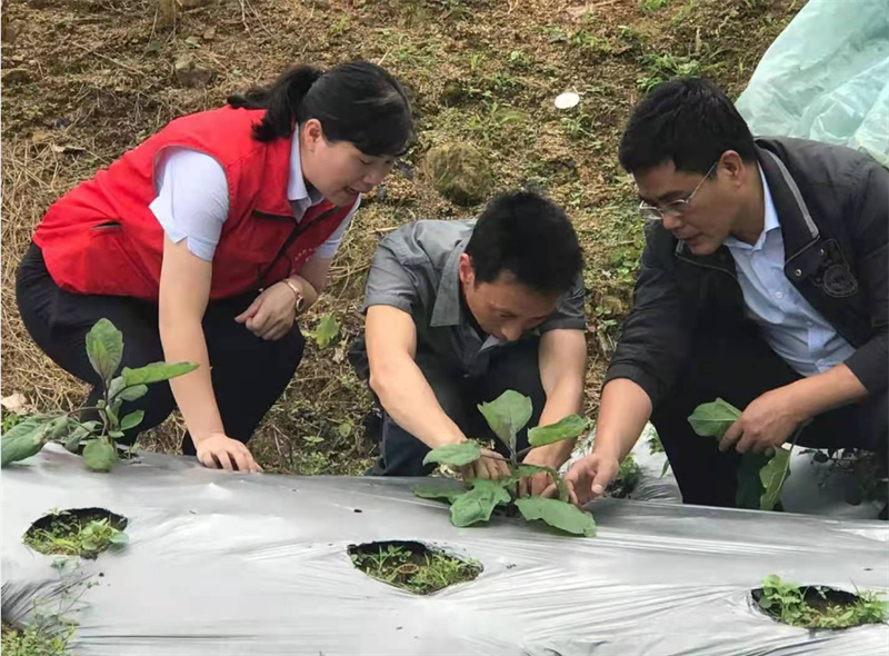 屏南聯(lián)社金融助理與科技特派員共同走訪客戶.png