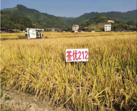 糧食2.png