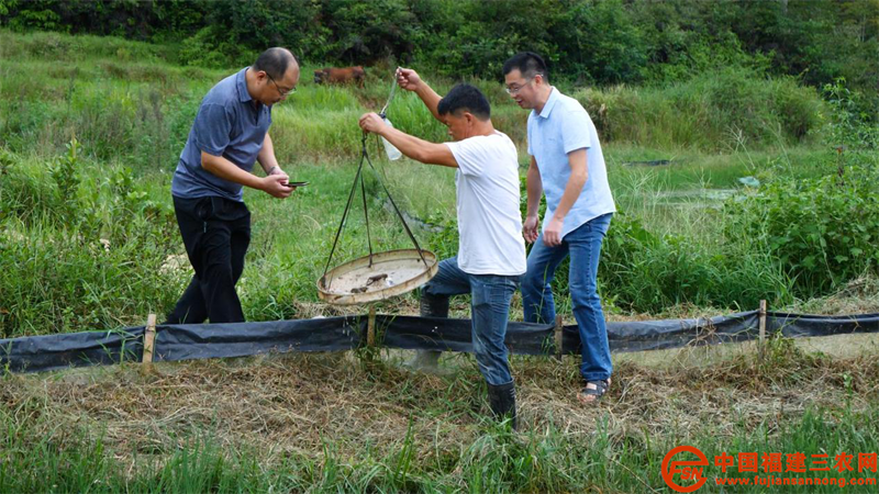 福建省農(nóng)科院專家觀察澳洲小龍蝦長勢.png