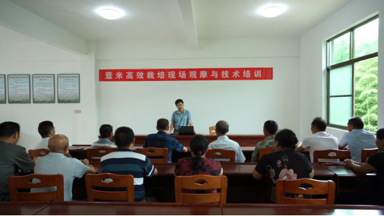 福建薏米穗香正濃（學(xué)習(xí)強(qiáng)國(guó)稿）705.png