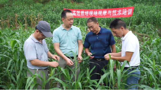 福建薏米穗香正濃（學(xué)習(xí)強(qiáng)國(guó)稿）861.png