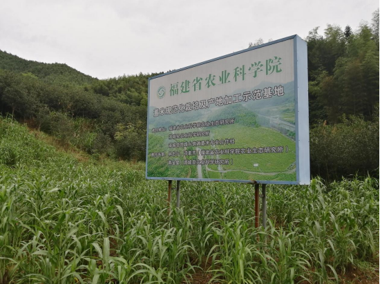 福建薏米穗香正濃（學(xué)習(xí)強(qiáng)國(guó)稿）1865.png