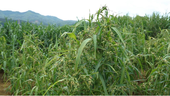 福建薏米穗香正濃（學(xué)習(xí)強(qiáng)國(guó)稿）171.png