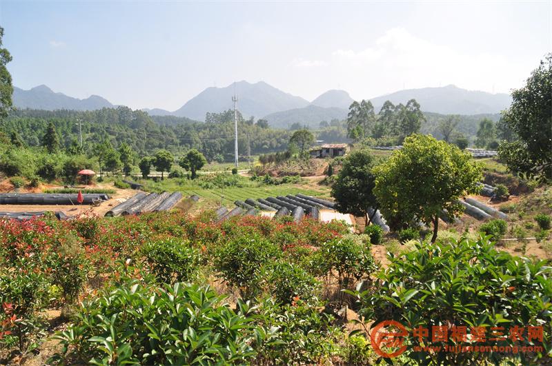 倪理興“嶺邊家庭農(nóng)場”1.jpg