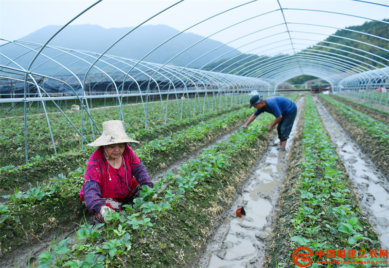 10月14日，在順昌縣元坑鎮(zhèn)草莓種植大棚，種植大戶李麗玉正忙著除草。 (1).jpg