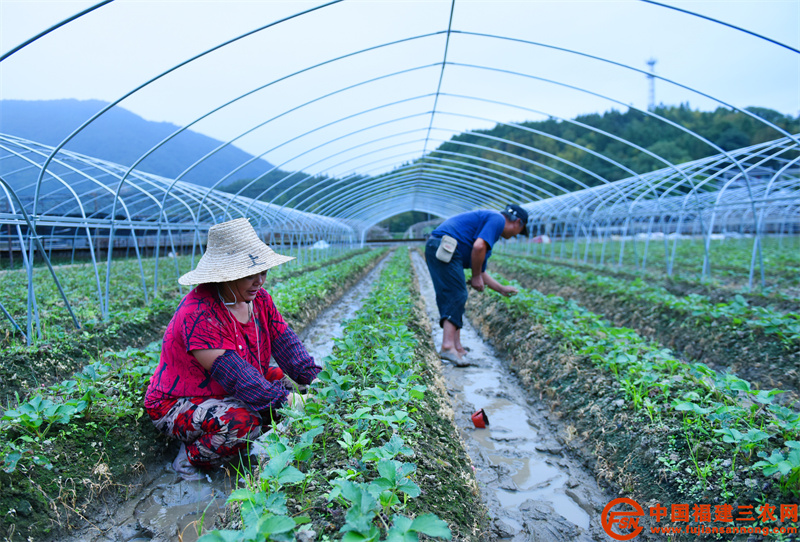 10月14日，在順昌縣元坑鎮(zhèn)草莓種植大棚，種植大戶李麗玉正忙著除草。 (3).jpg