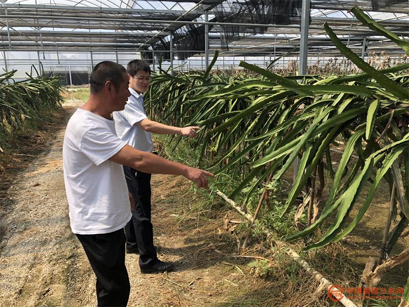 長樂農(nóng)商銀行金融助理到貸款戶的火龍果田查看火龍果長勢.jpg
