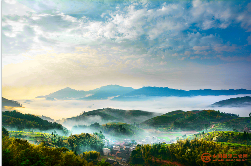 首章村高山云霧茶園風(fēng)景 (7).png
