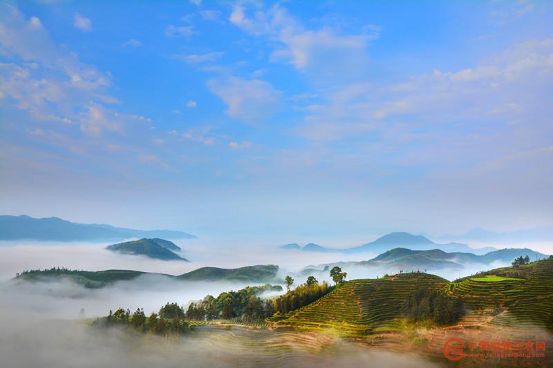 首章村高山云霧茶園風(fēng)景 (1).jpg