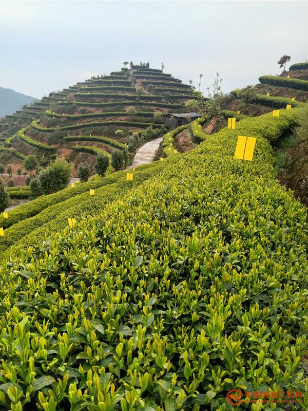 茶園實(shí)行物理粘蟲(chóng)技術(shù).jpg