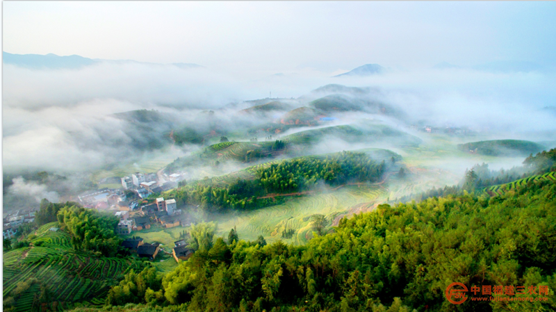 首章村高山云霧茶園風(fēng)景 (5).png