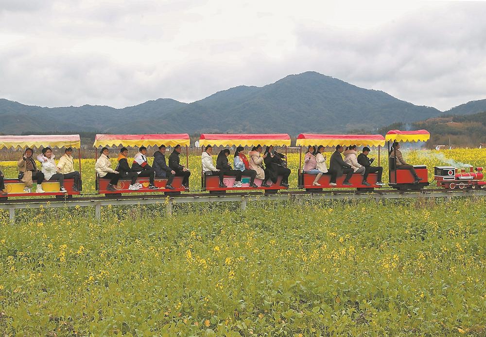 武夷山市五夫鎮(zhèn)的油菜花進入盛花期
