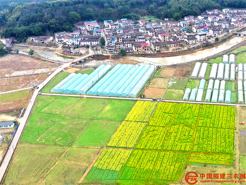 1、2022年2月16日，無人機(jī)航拍油溪村定位種植迎春一號油菜，右上角是建于1604年承安廊橋（林峰 攝）.jpg