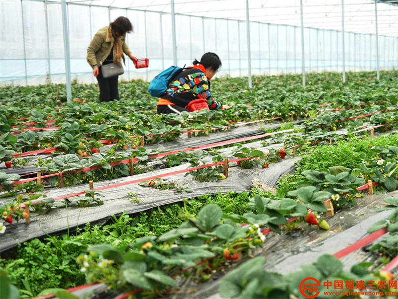 8、2022年1月22日，游客到光澤縣油溪村采摘草生態(tài)草莓（龔建軍 攝）.jpg